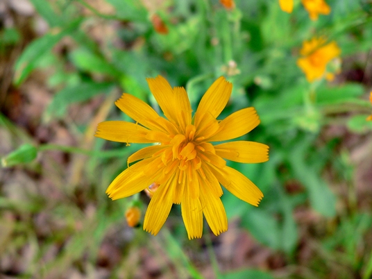 {Krigia biflora}